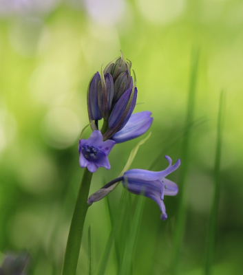 <i class='fa fa-user'></i>&nbsp;Tineke Strijbosch&nbsp;|  Wilde Hyacint&nbsp; <i class='fa fa-eye'>&nbsp;47</i> &nbsp;<i class='fa fa-thumbs-up'>&nbsp;1</i> &nbsp; <i class='fa fa-comment-o'>&nbsp;3</i>