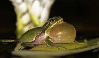 <i class='fa fa-user'></i>&nbsp;Bertus&nbsp;|  Europese Boomkikker&nbsp; <i class='fa fa-eye'>&nbsp;93</i> &nbsp;<i class='fa fa-thumbs-up'>&nbsp;3</i> &nbsp; <i class='fa fa-comment-o'>&nbsp;6</i>