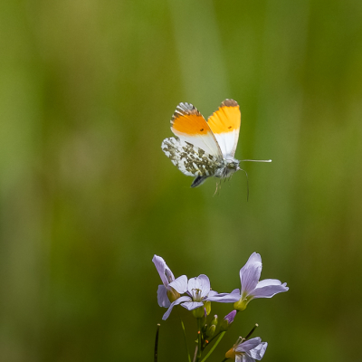 Nature picture: 1. Oranjetipje