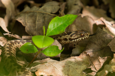 <i class='fa fa-user'></i>&nbsp;Martijn Schot&nbsp;|  Adder&nbsp; <i class='fa fa-eye'>&nbsp;83</i> &nbsp; <i class='fa fa-comment-o'>&nbsp;5</i>