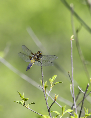 <i class='fa fa-user'></i>&nbsp;Martin Verbeeten&nbsp;|  Platbuik&nbsp; <i class='fa fa-eye'>&nbsp;60</i> &nbsp; <i class='fa fa-comment-o'>&nbsp;1</i>