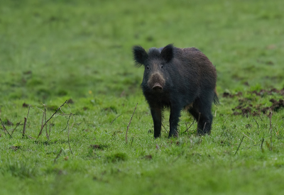 Op een gegeven kwam moeders me iets TE kortbij, ik besloot dan om me heel voorzichtig achteruit lopend terug te trekken. Ze had me ook in de smiezen denk ik zo te zien.

Dit was ongeveer de laatste foto van de serie die ik heb kunnen maken van de schoffelbrigade van 10 stuks. Iets na 7-en begonnen en rond 07.45 uur gestopt. Zal ik niet meer vaak meemaken denk ik.

Het was dan ook uitermate rustig in het gebied en de wind stond perfect. 

Uit de hand genomen.