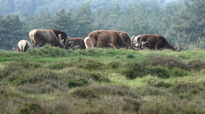 <i class='fa fa-user'></i>&nbsp;nelappelmelk&nbsp;|  Edelhert&nbsp; <i class='fa fa-eye'>&nbsp;89</i> &nbsp; <i class='fa fa-comment-o'>&nbsp;4</i>