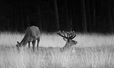 <i class='fa fa-user'></i>&nbsp;nelappelmelk&nbsp;|  Edelhert&nbsp; <i class='fa fa-eye'>&nbsp;66</i> &nbsp; <i class='fa fa-comment-o'>&nbsp;4</i>