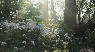 <i class='fa fa-user'></i>&nbsp;hesterb&nbsp;|  Mistige zon achter bosrand&nbsp; <i class='fa fa-eye'>&nbsp;65</i> &nbsp;<i class='fa fa-thumbs-up'>&nbsp;3</i> &nbsp; <i class='fa fa-comment-o'>&nbsp;7</i>