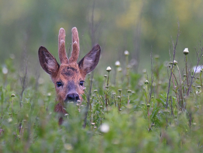 <i class='fa fa-user'></i>&nbsp;robert-jan&nbsp;|  Ree&nbsp; <i class='fa fa-eye'>&nbsp;90</i> &nbsp;<i class='fa fa-thumbs-up'>&nbsp;7</i> &nbsp; <i class='fa fa-comment-o'>&nbsp;10</i>