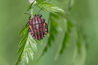 <i class='fa fa-user'></i>&nbsp;Johan van Gurp&nbsp;|  Pyjamaschildwants&nbsp; <i class='fa fa-eye'>&nbsp;49</i> &nbsp;<i class='fa fa-thumbs-up'>&nbsp;1</i> &nbsp; <i class='fa fa-comment-o'>&nbsp;3</i>