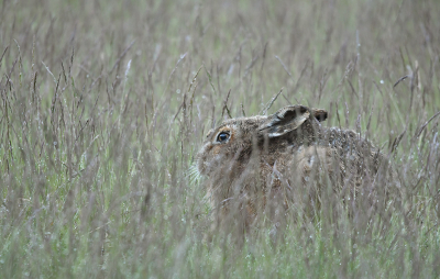 <i class='fa fa-user'></i>&nbsp;Eric Gibcus&nbsp;|  Haas&nbsp; <i class='fa fa-eye'>&nbsp;51</i> &nbsp;<i class='fa fa-thumbs-up'>&nbsp;1</i> &nbsp; <i class='fa fa-comment-o'>&nbsp;2</i>