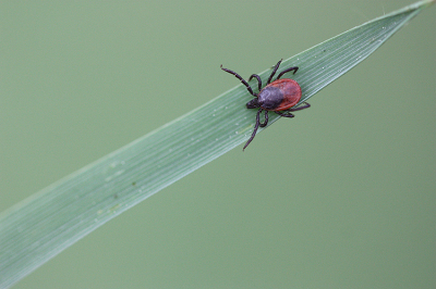 <i class='fa fa-user'></i>&nbsp;Paul Vandebroek&nbsp;|  Schapenteek&nbsp; <i class='fa fa-eye'>&nbsp;79</i> &nbsp;<i class='fa fa-thumbs-up'>&nbsp;2</i> &nbsp; <i class='fa fa-comment-o'>&nbsp;9</i>