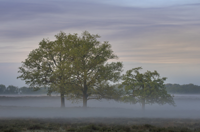 <i class='fa fa-user'></i>&nbsp;ErnovanDoorn&nbsp;|  Ochtend nevel&nbsp; <i class='fa fa-eye'>&nbsp;54</i> &nbsp; <i class='fa fa-comment-o'>&nbsp;3</i>