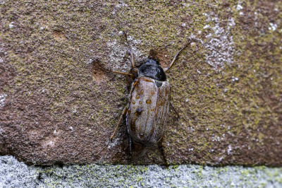 <i class='fa fa-user'></i>&nbsp;Martin Verbeeten&nbsp;|  Gewone Meikever&nbsp; <i class='fa fa-eye'>&nbsp;38</i> &nbsp; <i class='fa fa-comment-o'>&nbsp;1</i>