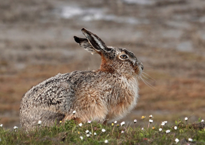 <i class='fa fa-user'></i>&nbsp;Nel R&nbsp;|  Haas&nbsp; <i class='fa fa-eye'>&nbsp;63</i> &nbsp;<i class='fa fa-thumbs-up'>&nbsp;3</i> &nbsp; <i class='fa fa-comment-o'>&nbsp;4</i>