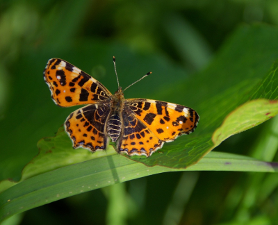 <i class='fa fa-user'></i>&nbsp;tonysettanta&nbsp;|  Landkaartje&nbsp; <i class='fa fa-eye'>&nbsp;50</i> &nbsp; <i class='fa fa-comment-o'>&nbsp;0</i>