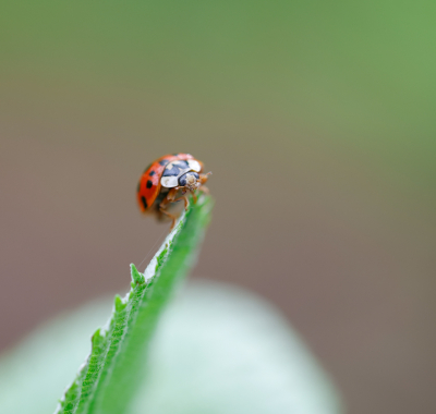 Tijdens een wandelingetje door het bos trof ik dit Aziatisch Lieveheersbeestje aan.
Een paar foto's van gemaakt.