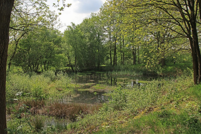 <i class='fa fa-user'></i>&nbsp;Tineke Strijbosch&nbsp;|  Lentegroen bosvennetje&nbsp; <i class='fa fa-eye'>&nbsp;58</i> &nbsp; <i class='fa fa-comment-o'>&nbsp;4</i>