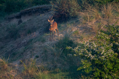 <i class='fa fa-user'></i>&nbsp;Eef Kieft&nbsp;|  Ree&nbsp; <i class='fa fa-eye'>&nbsp;82</i> &nbsp;<i class='fa fa-thumbs-up'>&nbsp;2</i> &nbsp; <i class='fa fa-comment-o'>&nbsp;5</i>