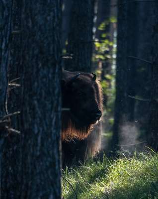 <i class='fa fa-user'></i>&nbsp;Eef Kieft&nbsp;|  Wisent&nbsp; <i class='fa fa-eye'>&nbsp;80</i> &nbsp;<i class='fa fa-thumbs-up'>&nbsp;1</i> &nbsp; <i class='fa fa-comment-o'>&nbsp;5</i>