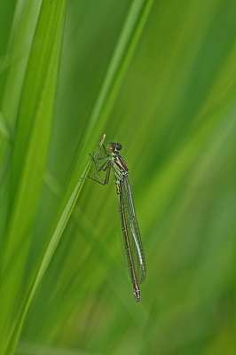 Nature picture: 1. Grote Roodoogjuffer