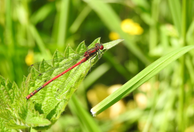 <i class='fa fa-user'></i>&nbsp;Jovanzo&nbsp;|  Vuurjuffer&nbsp; <i class='fa fa-eye'>&nbsp;59</i> &nbsp; <i class='fa fa-comment-o'>&nbsp;6</i>