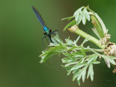 <i class='fa fa-user'></i>&nbsp;Jurgen Maassen&nbsp;|  Bosbeekjuffer&nbsp; <i class='fa fa-eye'>&nbsp;57</i> &nbsp;<i class='fa fa-thumbs-up'>&nbsp;1</i> &nbsp; <i class='fa fa-comment-o'>&nbsp;4</i>