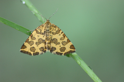 <i class='fa fa-user'></i>&nbsp;Paul Vandebroek&nbsp;|  Boterbloempje&nbsp; <i class='fa fa-eye'>&nbsp;99</i> &nbsp;<i class='fa fa-thumbs-up'>&nbsp;5</i> &nbsp; <i class='fa fa-comment-o'>&nbsp;6</i>