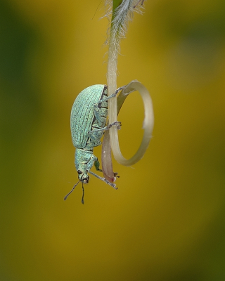 <i class='fa fa-user'></i>&nbsp;Johan van Gurp&nbsp;|  Groene Struiksnuitkever&nbsp; <i class='fa fa-eye'>&nbsp;80</i> &nbsp;<i class='fa fa-thumbs-up'>&nbsp;3</i> &nbsp; <i class='fa fa-comment-o'>&nbsp;5</i>