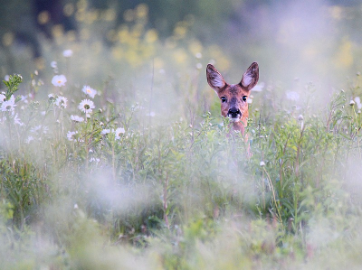 <i class='fa fa-user'></i>&nbsp;robert-jan&nbsp;|  Ree&nbsp; <i class='fa fa-eye'>&nbsp;87</i> &nbsp;<i class='fa fa-thumbs-up'>&nbsp;3</i> &nbsp; <i class='fa fa-comment-o'>&nbsp;8</i>