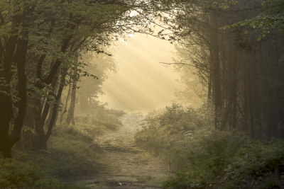 Nature picture: 1. Bospad in de Mist