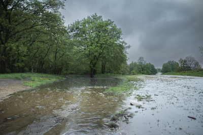 <i class='fa fa-user'></i>&nbsp;ErnovanDoorn&nbsp;|  Regen op de Eder Heide&nbsp; <i class='fa fa-eye'>&nbsp;117</i> &nbsp;<i class='fa fa-thumbs-up'>&nbsp;2</i> &nbsp; <i class='fa fa-comment-o'>&nbsp;5</i>