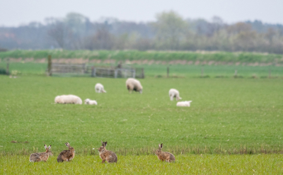 <i class='fa fa-user'></i>&nbsp;Eef Kieft&nbsp;|  Haas&nbsp; <i class='fa fa-eye'>&nbsp;65</i> &nbsp; <i class='fa fa-comment-o'>&nbsp;3</i>