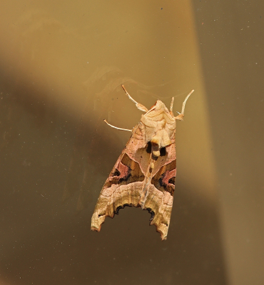 <i class='fa fa-user'></i>&nbsp;Tineke Strijbosch&nbsp;|  Agaatvlinder&nbsp; <i class='fa fa-eye'>&nbsp;50</i> &nbsp; <i class='fa fa-comment-o'>&nbsp;4</i>