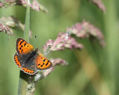 <i class='fa fa-user'></i>&nbsp;Paul Vandebroek&nbsp;|  Kleine Vuurvlinder&nbsp; <i class='fa fa-eye'>&nbsp;62</i> &nbsp;<i class='fa fa-thumbs-up'>&nbsp;1</i> &nbsp; <i class='fa fa-comment-o'>&nbsp;2</i>