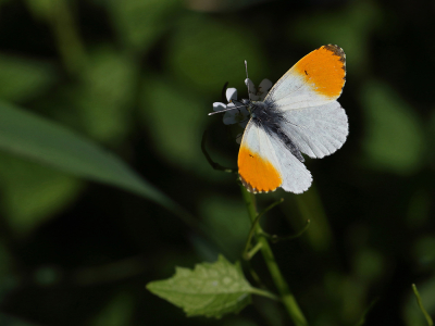 <i class='fa fa-user'></i>&nbsp;Ad Sprang&nbsp;|  Oranjetipje&nbsp; <i class='fa fa-eye'>&nbsp;60</i> &nbsp; <i class='fa fa-comment-o'>&nbsp;2</i>