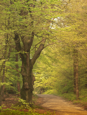 <i class='fa fa-user'></i>&nbsp;ErnovanDoorn&nbsp;|  Beuk&nbsp; <i class='fa fa-eye'>&nbsp;73</i> &nbsp; <i class='fa fa-comment-o'>&nbsp;1</i>