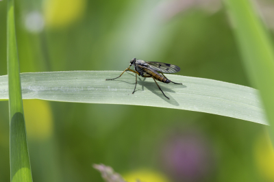 <i class='fa fa-user'></i>&nbsp;Martin Verbeeten&nbsp;|  Gewone Snipvlieg&nbsp; <i class='fa fa-eye'>&nbsp;42</i> &nbsp; <i class='fa fa-comment-o'>&nbsp;1</i>