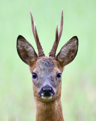 <i class='fa fa-user'></i>&nbsp;Bob_Ensink&nbsp;|  Ree&nbsp; <i class='fa fa-eye'>&nbsp;84</i> &nbsp;<i class='fa fa-thumbs-up'>&nbsp;2</i> &nbsp; <i class='fa fa-comment-o'>&nbsp;5</i>