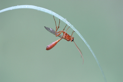 <i class='fa fa-user'></i>&nbsp;Paul Vandebroek&nbsp;|  Ophion luteus&nbsp; <i class='fa fa-eye'>&nbsp;61</i> &nbsp;<i class='fa fa-thumbs-up'>&nbsp;1</i> &nbsp; <i class='fa fa-comment-o'>&nbsp;5</i>