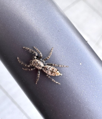 <i class='fa fa-user'></i>&nbsp;HenK5&nbsp;|  Schorsmarpissa&nbsp; <i class='fa fa-eye'>&nbsp;53</i> &nbsp; <i class='fa fa-comment-o'>&nbsp;2</i>