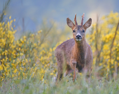 <i class='fa fa-user'></i>&nbsp;robert-jan&nbsp;|  Ree&nbsp; <i class='fa fa-eye'>&nbsp;66</i> &nbsp;<i class='fa fa-thumbs-up'>&nbsp;1</i> &nbsp; <i class='fa fa-comment-o'>&nbsp;1</i>