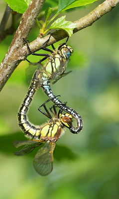 <i class='fa fa-user'></i>&nbsp;David Ruijs&nbsp;|  Glassnijder&nbsp; <i class='fa fa-eye'>&nbsp;64</i> &nbsp; <i class='fa fa-comment-o'>&nbsp;3</i>