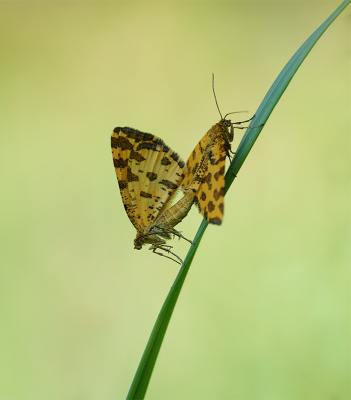 Afgelopen vrijdag met 2 vrienden op pad geweest.

Omstandigheden waren perfect en ook fraaie soorten kunnen vastleggen als Kalkgraslanddikkopje, Aardbeivlinder, Kleine Vuurvlinder, Bruine Vuurvlinder en Zilveren Maan.

Hoogtepunt was voor mij echter deze paring van Boterbloempjes.

Tot nu toe alleen op afstand kunnen vastleggen, deze altijd in beweging zijnde dag actieve nachtvlindertjes. Nu kon ik echter heel kortbij komen en het nodige detail vastleggen. Dan zie je hoe fraai ze zijn.

Sony A7IV + 90mm Macro, uit de hand.