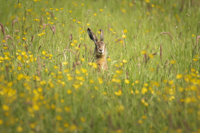 <i class='fa fa-user'></i>&nbsp;ErnovanDoorn&nbsp;|  Haas&nbsp; <i class='fa fa-eye'>&nbsp;50</i> &nbsp; <i class='fa fa-comment-o'>&nbsp;1</i>