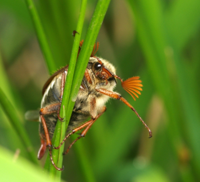 <i class='fa fa-user'></i>&nbsp;tonysettanta&nbsp;|  Gewone Meikever&nbsp; <i class='fa fa-eye'>&nbsp;59</i> &nbsp; <i class='fa fa-comment-o'>&nbsp;3</i>