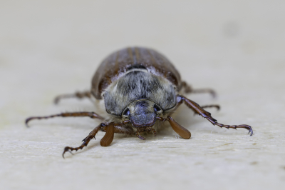 <i class='fa fa-user'></i>&nbsp;Martin Verbeeten&nbsp;|  Gewone Meikever&nbsp; <i class='fa fa-eye'>&nbsp;43</i> &nbsp; <i class='fa fa-comment-o'>&nbsp;2</i>