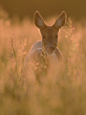 <i class='fa fa-user'></i>&nbsp;robert-jan&nbsp;|  Ree&nbsp; <i class='fa fa-eye'>&nbsp;67</i> &nbsp;<i class='fa fa-thumbs-up'>&nbsp;7</i> &nbsp; <i class='fa fa-comment-o'>&nbsp;7</i>