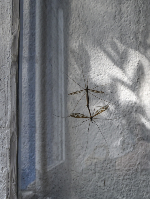 <i class='fa fa-user'></i>&nbsp;liesbeth van vliet&nbsp;|  Reuzenlangpootmug&nbsp; <i class='fa fa-eye'>&nbsp;55</i> &nbsp; <i class='fa fa-comment-o'>&nbsp;2</i>