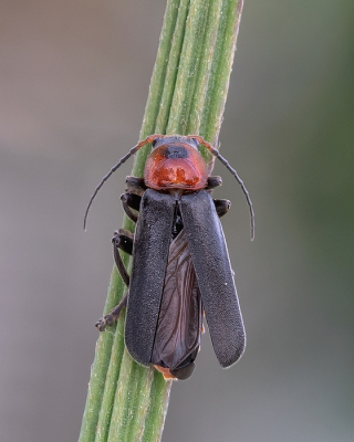 <i class='fa fa-user'></i>&nbsp;Johan van Gurp&nbsp;|  Zwartpootsoldaatje&nbsp; <i class='fa fa-eye'>&nbsp;50</i> &nbsp;<i class='fa fa-thumbs-up'>&nbsp;2</i> &nbsp; <i class='fa fa-comment-o'>&nbsp;5</i>