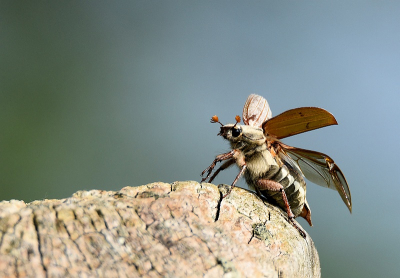 <i class='fa fa-user'></i>&nbsp;robert-jan&nbsp;|  Gewone Meikever&nbsp; <i class='fa fa-eye'>&nbsp;79</i> &nbsp;<i class='fa fa-thumbs-up'>&nbsp;3</i> &nbsp; <i class='fa fa-comment-o'>&nbsp;6</i>