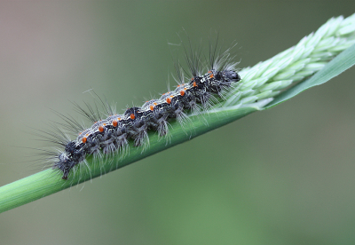 <i class='fa fa-user'></i>&nbsp;Paul Vandebroek&nbsp;|  Viervlakvlinder&nbsp; <i class='fa fa-eye'>&nbsp;44</i> &nbsp;<i class='fa fa-thumbs-up'>&nbsp;1</i> &nbsp; <i class='fa fa-comment-o'>&nbsp;3</i>