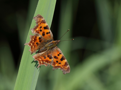 <i class='fa fa-user'></i>&nbsp;Ad Sprang&nbsp;|  Gehakkelde Aurelia&nbsp; <i class='fa fa-eye'>&nbsp;48</i> &nbsp;<i class='fa fa-thumbs-up'>&nbsp;2</i> &nbsp; <i class='fa fa-comment-o'>&nbsp;8</i>